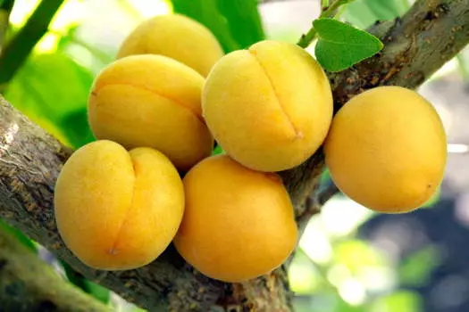 Абрикос Самарский