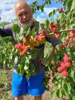 Абрикос Саратовский рубин