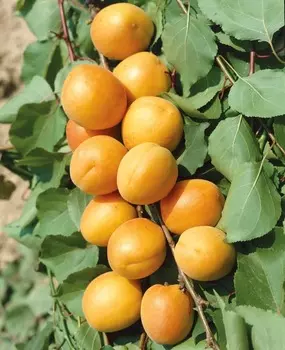 Абрикос Серафим