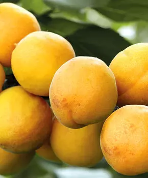 Абрикос Сибиряк Байкалова