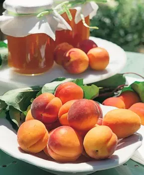 Абрикос Триумф Северный