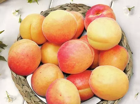 Абрикос Ульянихинский