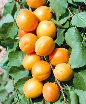 Абрикос Уралец