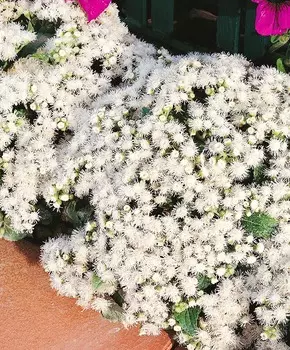 Агератум Белый шар