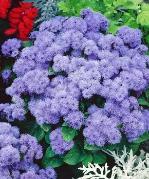 Агератум Голубой шар