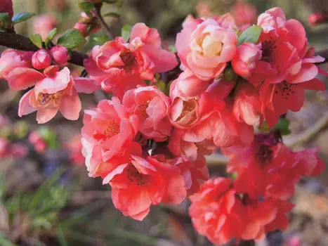 Айва прекрасная Фэлконет Шарле