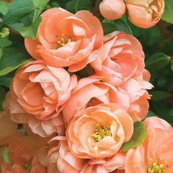 Айва прекрасная Гейша