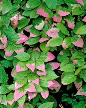 Актинидия Адам