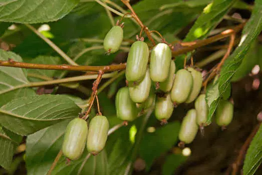 Актинидия Ароматная (двудомная)