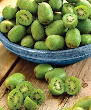 Актинидия Иссаи