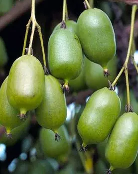 Актинидия крупноплодная Толстолобик