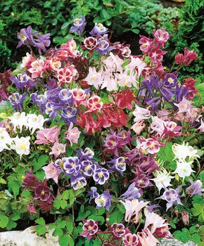 Аквилегия Бидермейер Яркий набор