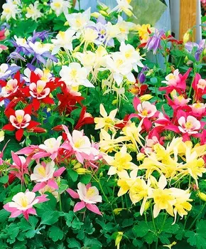 Аквилегия Гигант Мак Канна