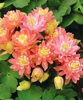 Аквилегия Клементина Лососево-розовая