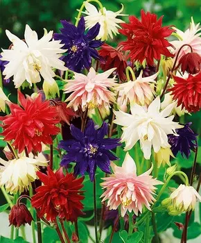 Аквилегия махровая Яркий набор