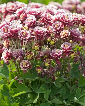 Аквилегия Винки махровая Красная с белым