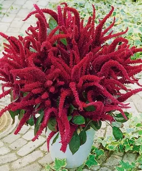 Амарант метельчатый Оешберг