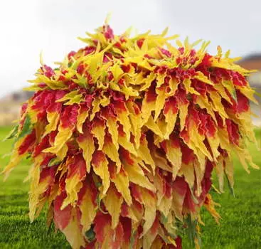 Амарант трёхцветный Само совершенство