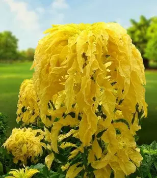 Амарант трёхцветный Жёлтый