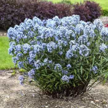 Амсония табернемонтана