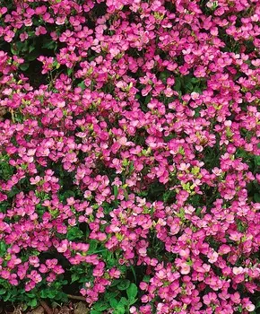 Арабис кавказский Компинки