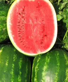 Арбуз Бонта F1