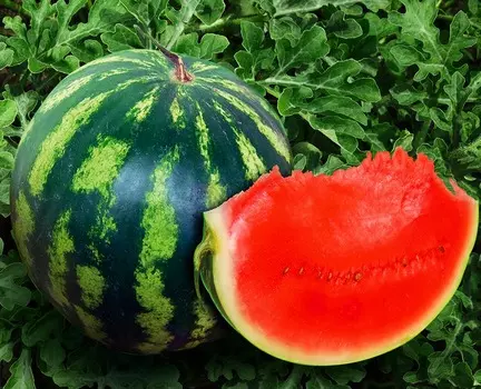 Арбуз Холодок