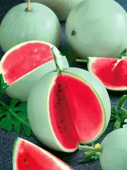 Арбуз Память Холодова