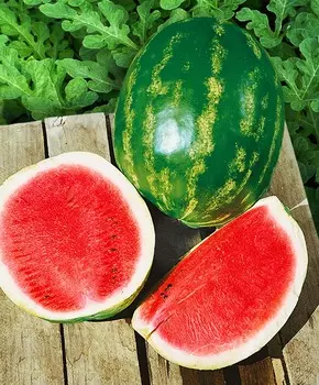 Арбуз Землянин