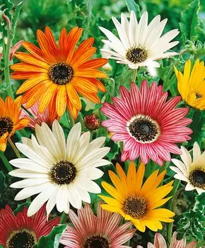 Арктотис Арлекин набор