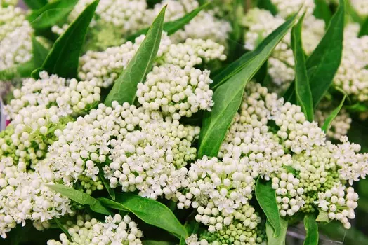 Асклепиас Балет на льду