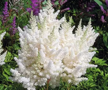 Астильба Алмаз