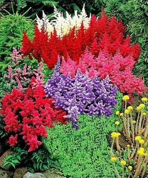 Астильба День рождения набор