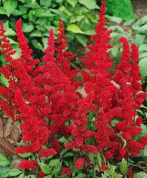 Астильба Дюссельдорф