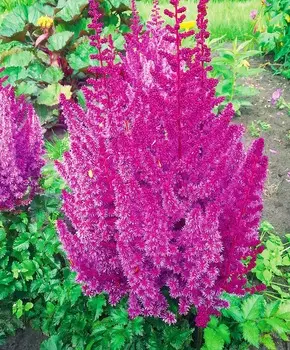 Астильба Фиолетовый дождь