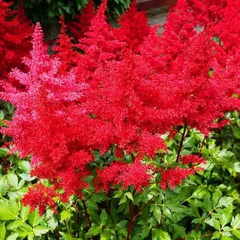 Астильба Гранат