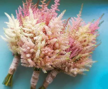 Астильба Мать Тереза