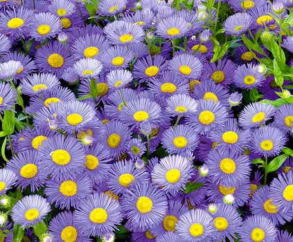 Астра альпийская Голубая