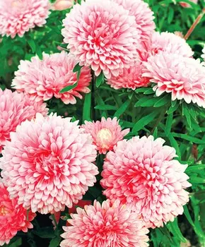 Астра Цветной ковёр Лососевая