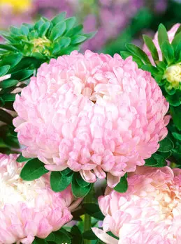 Астра Дюшес Абрикосовая