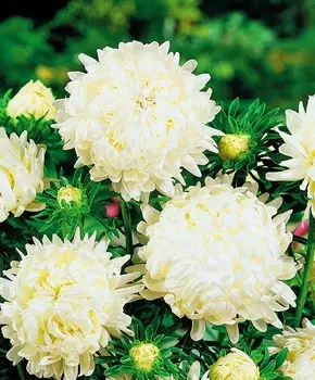 Астра Дюшес Белая