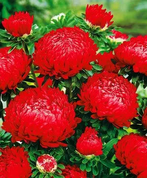 Астра Дюшес Насыщенно-красная