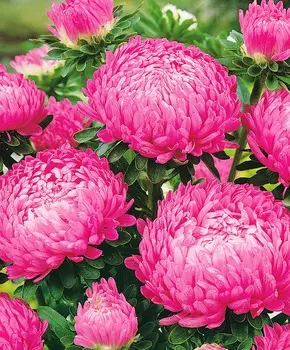 Астра Дюшес Розовая