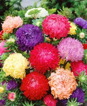 Астра Дюшес Все цвета радуги