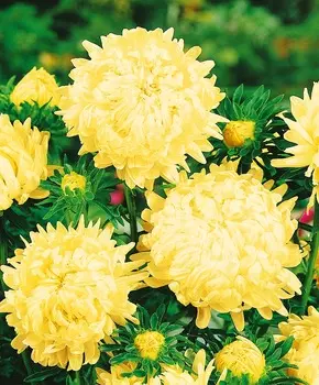 Астра Дюшес Жёлтая