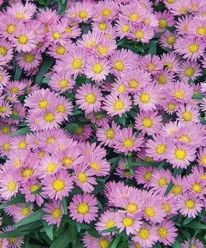 Астра Дварф Нэнси