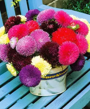 Астра Гала Хоровод красок