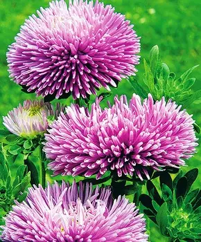 Астра Гала Лавандовая