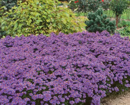 Астра Голубая лагуна