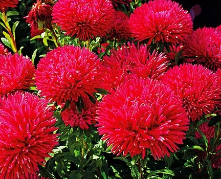 Астра Гремлин Красная